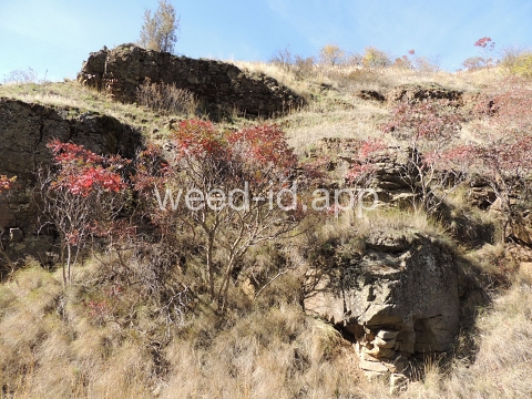 sumac, smooth